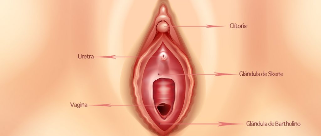glándula de Skene y eyaculación femenina