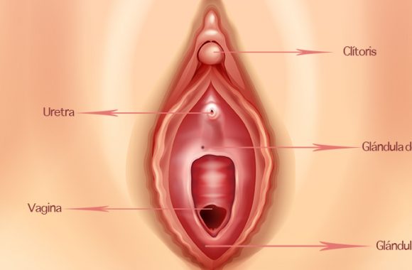 glandula skene y eyaculacion femenina