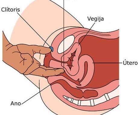 ubicacion de la próstata femenina